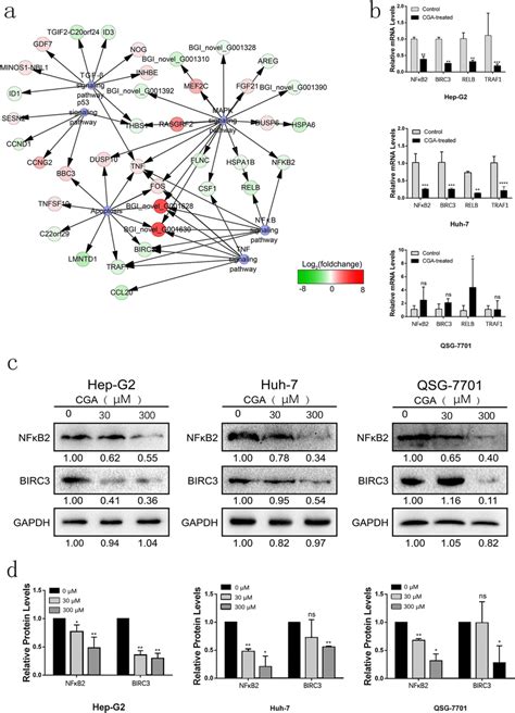 CGA suppressed the noncanonical NF κB signaling pathway in human