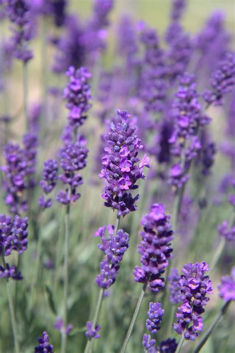 Lavender Flower Plant - Lavender Plant