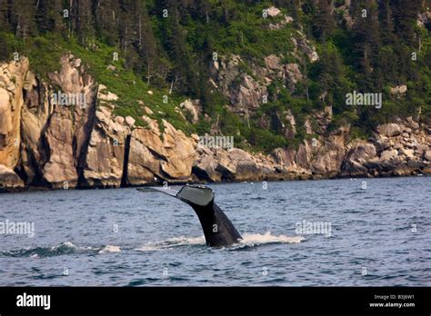 Humpback Whale Kenai Fjords National Park Near Seward Alaska Stock