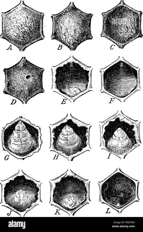 Krankheiten Der Bienen Bienen Diagnose Von Bienenkrankheiten In Der