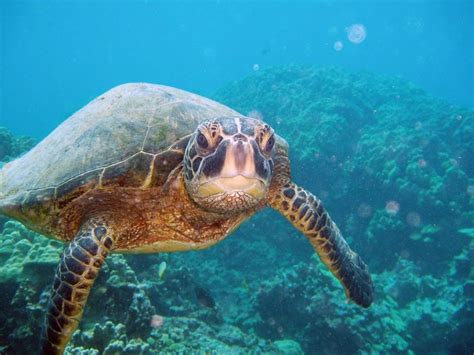 Viewing Green Sea Turtles On Kauais South Shore Kauai Sea