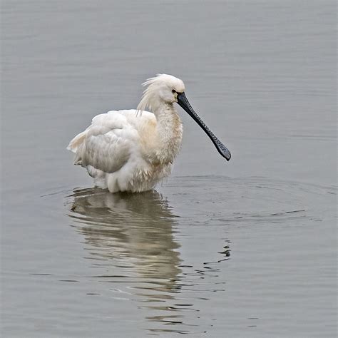 Eurasian Spoonbill Mike Friel Flickr