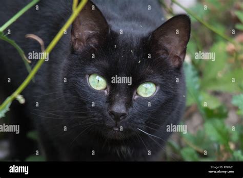 Intensivo sector tirar a la basura gato negro de ojos verdes mal humor ...