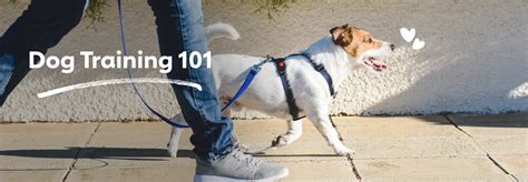 Dog Training 101: Basic Obedience Training at Home | Rover.com