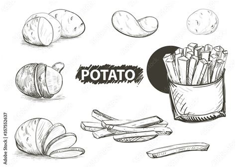 Detailed hand drawn black and white illustration set of potato, plant ...