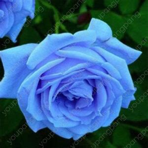 200pcs Holland Rainbow Rose Flower Bonsai Home Garden Plant 24 Color ...