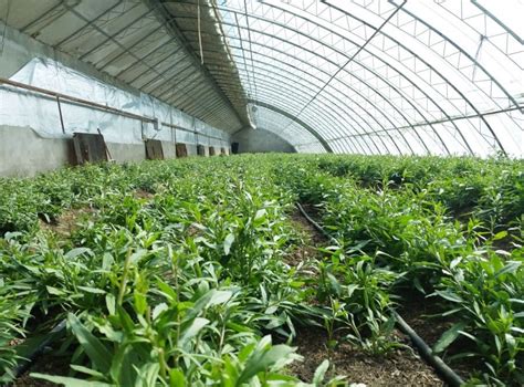 曾是农村的喂牛草，如今成抢手野菜，5元一斤，可当菜可制茶