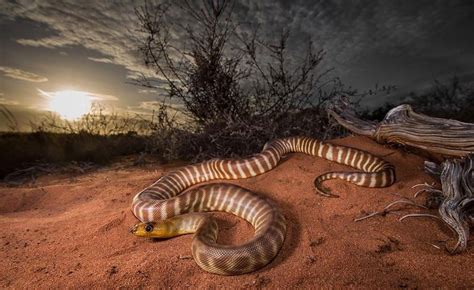 venomous snakes Archives - Australian Geographic