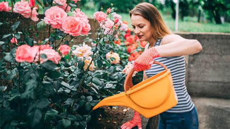 How To Take Care Of Your Prize Roses In Extreme Heat