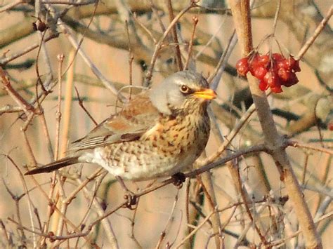 Wacholderdrossel Fieldfare Turdus Pilaris Free Bird Images