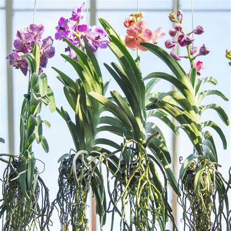 Pin On Orchids Care For Beginners