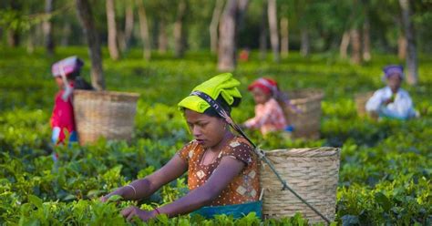 Kiambethu Tea Farm Tour Und Mittagessen Von Nairobi Aus Getyourguide