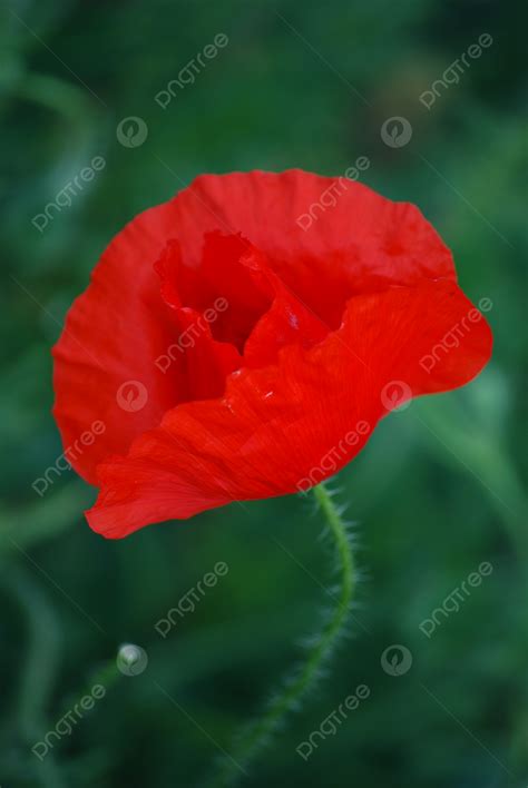 Corn Poppy Red Corn Rose Detail Photo Background And Picture For Free