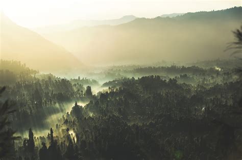 Free Images Landscape Tree Nature Forest Wilderness Cloud Fog