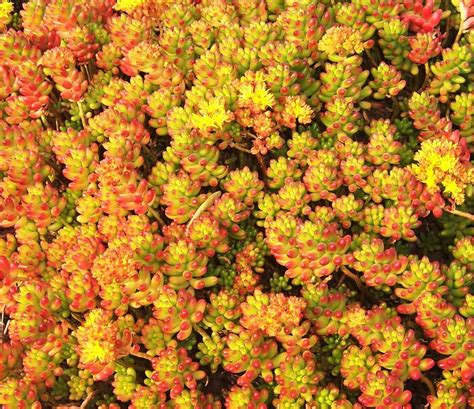 Hardy Ground Cover Succulents Ground Cover Good