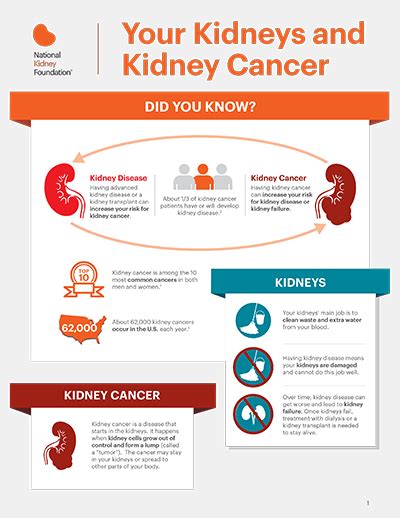 Kidney Cancer National Kidney Foundation