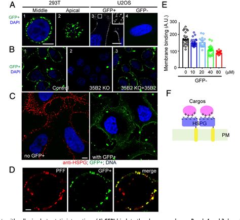 Figure 2 From A Myosin 7Bdependent Endocytosis Pathway Mediates