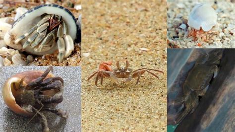 Sea Crabs Amazing Sea Creatures Part 02 Crabs Hermit Crab