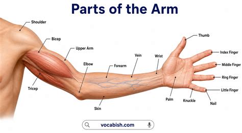 The Ultimate Guide To Parts Of Arm Names Functions And Medical Insights
