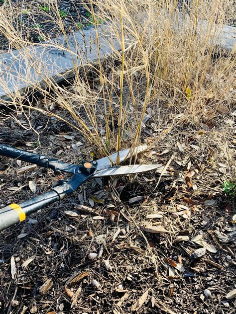 Pruning Ornamental Grasses Charla Anthony