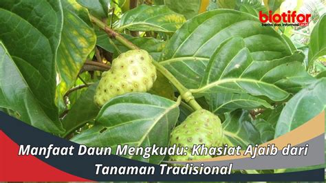 Manfaat Daun Mengkudu Khasiat Ajaib Dari Tanaman Tradisional Biotifor