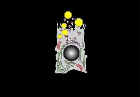 Milk Producing Cell Artwork Photograph By Francis Leroy Biocosmos