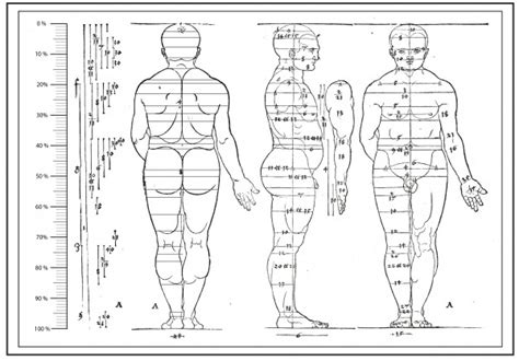 Proporciones Del Cuerpo De La Mujer Y La Antropometr A C Mo Cubrir Un