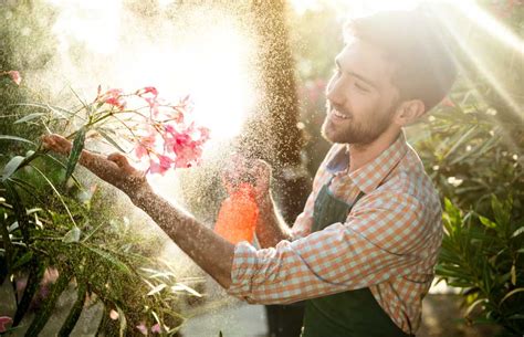 Pulverizar las plantas o regar qué es mejor Productos de Higiene