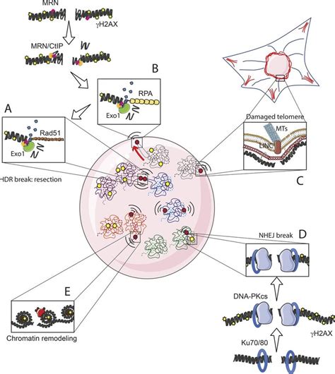 Modalities And Genetic Requirements For Dsb Movement A Mammalian Cell