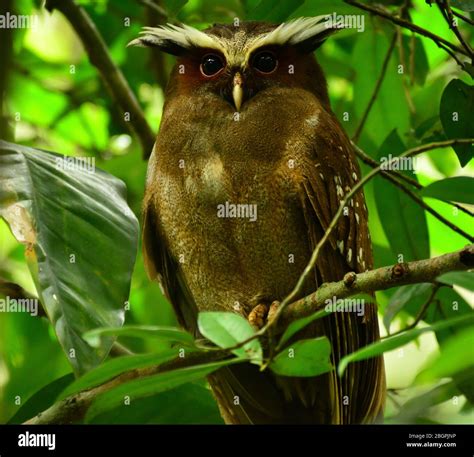 Lophostrix Cristata Hi Res Stock Photography And Images Alamy