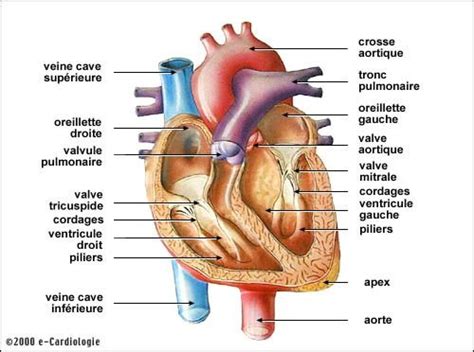 Diagram système circulatoire Quizlet