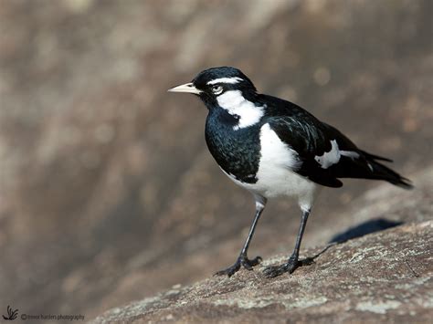 Magpie Lark Grallina Cyanoleuca Australian Bird Photos