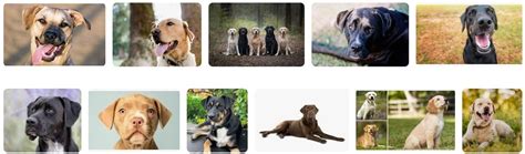 Lab Mix Breeds: Top 27 Labrador Mixes - Pet Care Stores