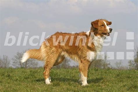 Blickwinkel Mischlingshund Canis Lupus F Familiaris Leonberger