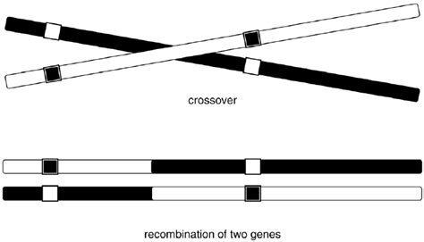 One chromosomal crossover and a genetic recombination.... | Download Scientific Diagram