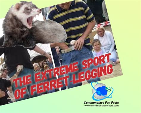 The Extreme Sport of Ferret-Legging – Commonplace Fun Facts