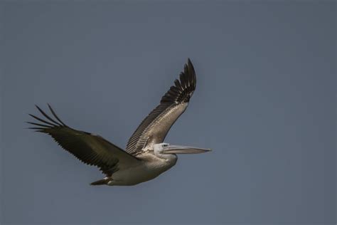 Pelecanus rufescens Pink backed pelican Pelicà rosat Joan Rigo