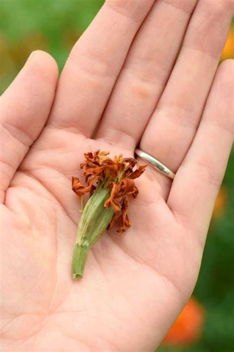 How To Save Marigold Seeds To Plant Next Year Berries And Pie Seeds