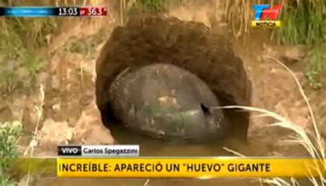 Man discovers giant glyptodon shell in his back yard. 9News | 9News ...