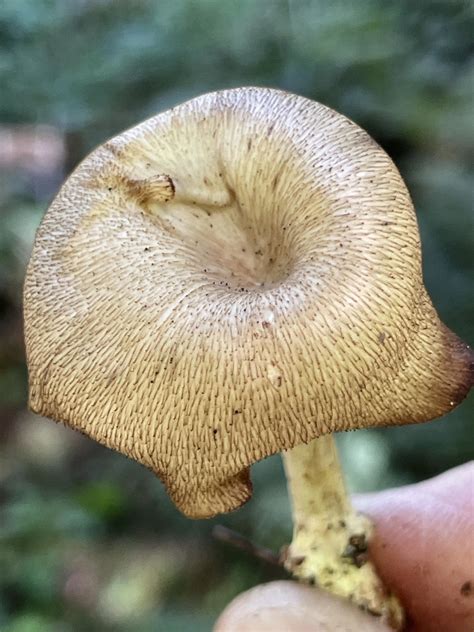 Common Gilled Mushrooms And Allies From Winery Rd Snoqualmie Wa Us