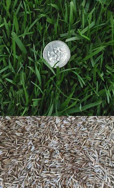 Different Types Of Grass Seed | tunersread.com