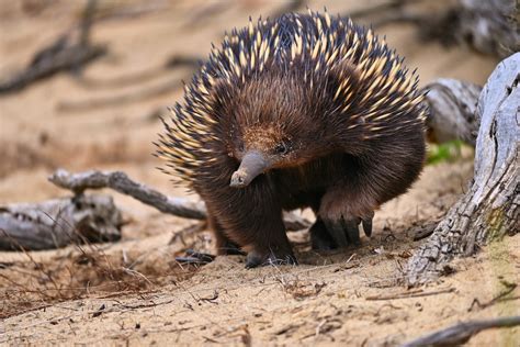 200 Best Names for Echidna - Name Generator & Ideas - FluentSlang