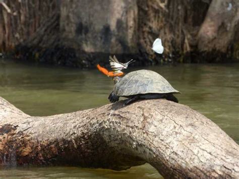 Tambopata Multi Day Amazon Rainforest Tour With Local Guide Getyourguide