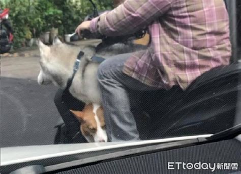 阿伯騎車載毛孩！柯基遭長腿月月壓頭吹風一臉「眼神死」 Ettoday寵物雲 Ettoday新聞雲