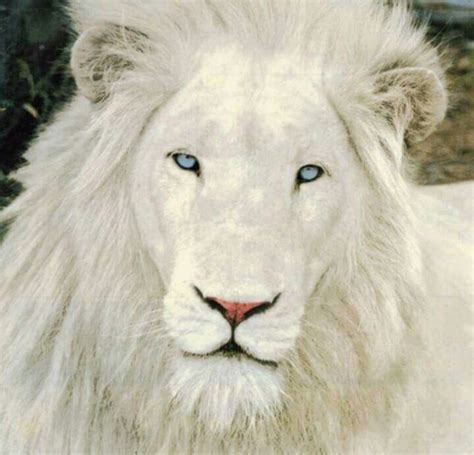 Beauty | Albino lion, Albino animals, Rare animals