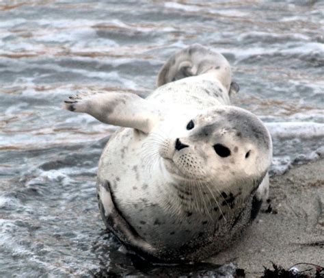 Caspian Seal Ocean Treasures Memorial Library