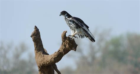 African Hawk Eagle - Birds - South Africa