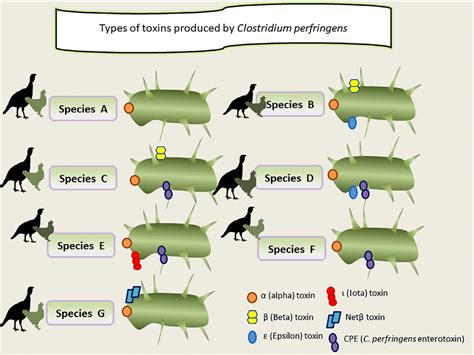 Classification Of Clostridium Perfringens According To The Production