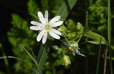 Stellaire Holostée Gérard Daviaud Flickr