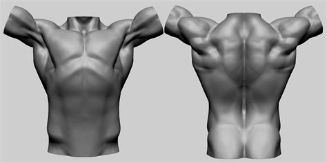 Artstation Male Torso Models For Reference Resources